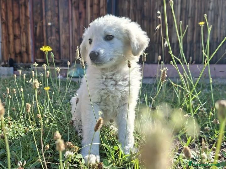 Meticcio cani Miriam  - Annuncio 3