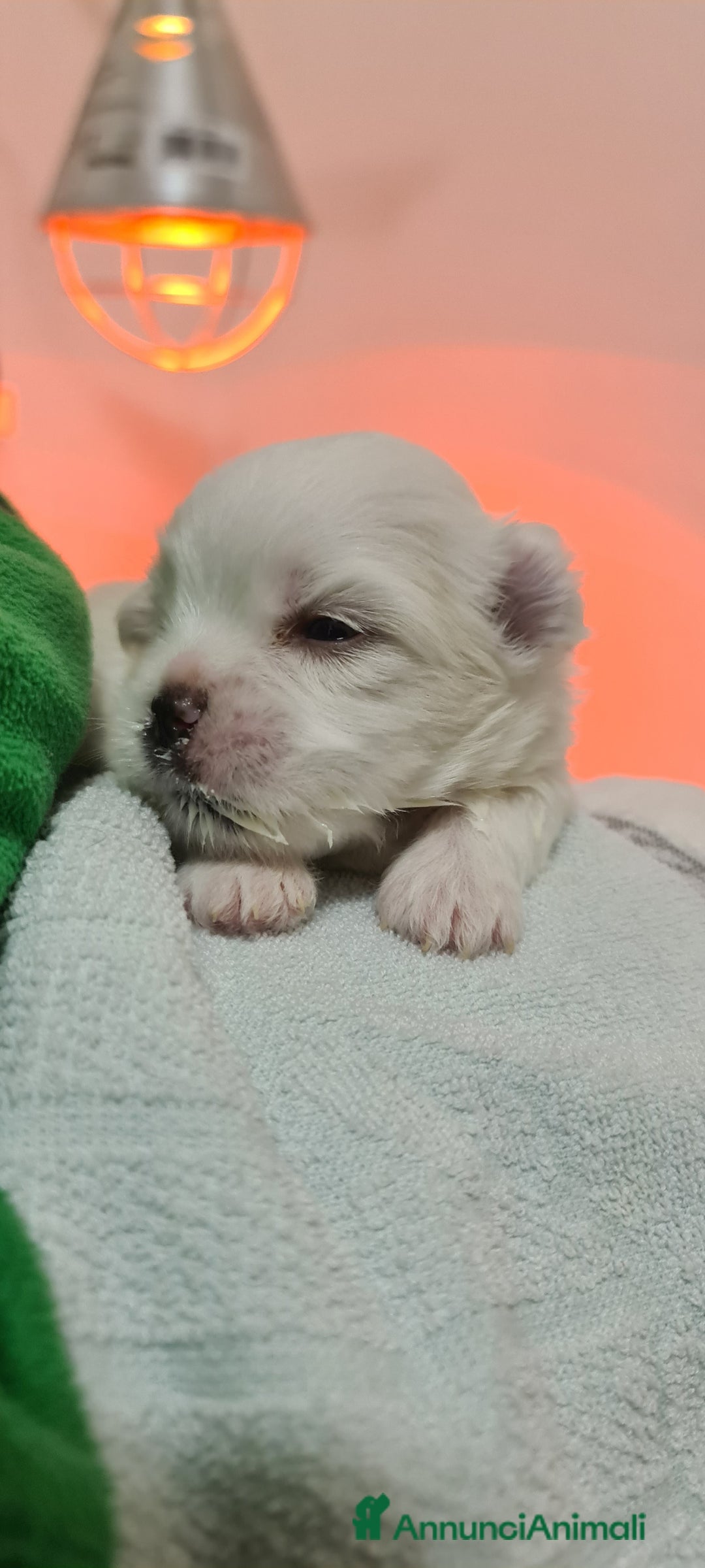 Immagine della galleria {{count}}