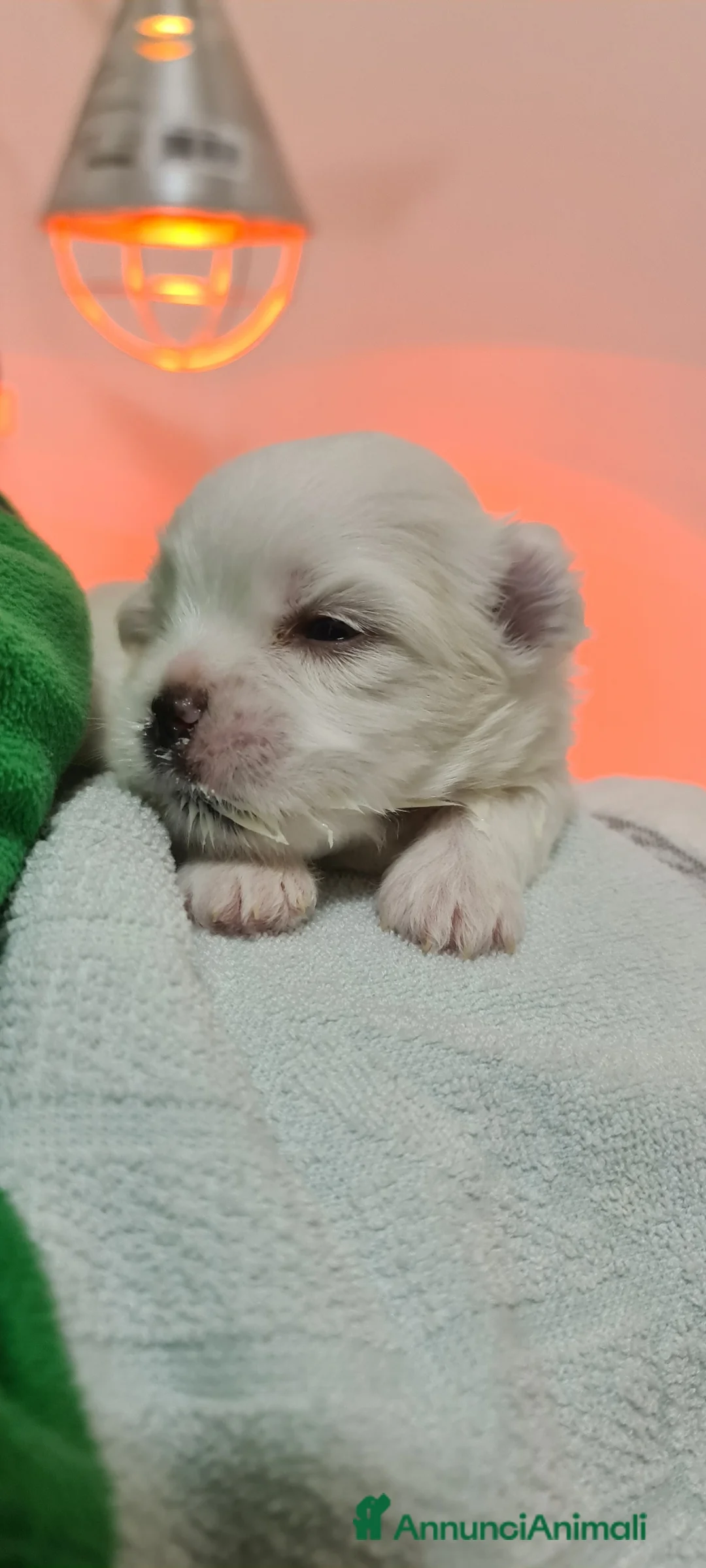 Immagine della galleria {{count}}