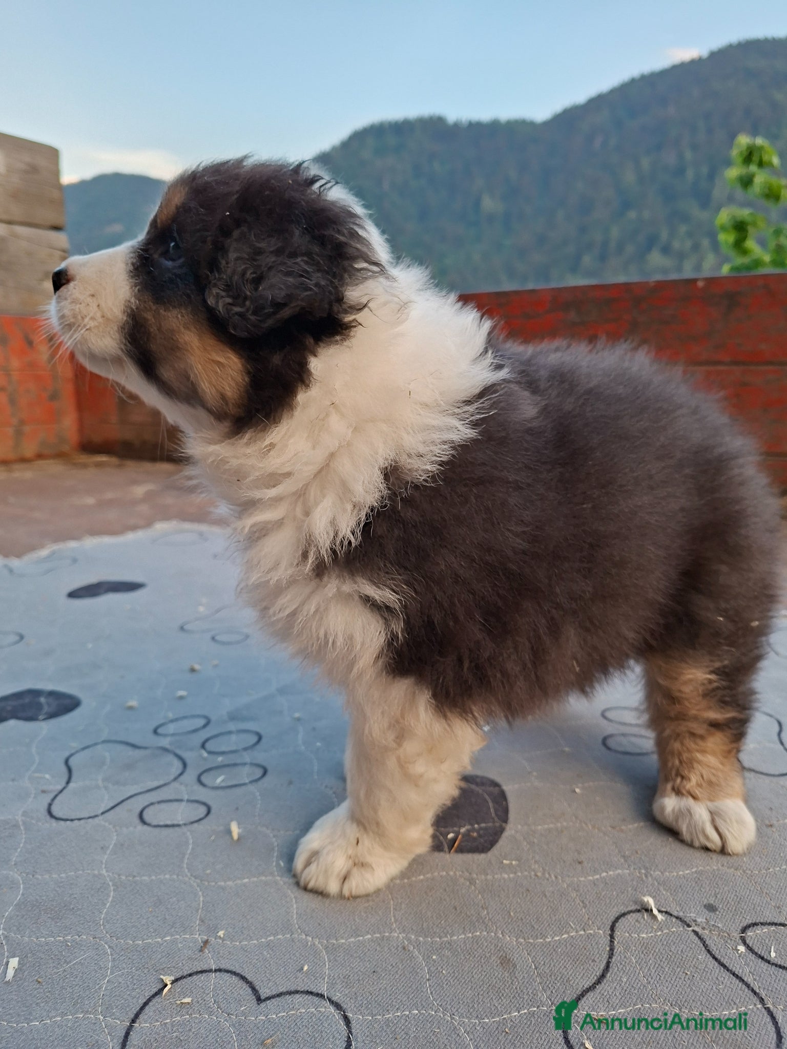 Australian Shepherd cani in vendita: Cucciole blacktricolor nbt - Annuncio 13