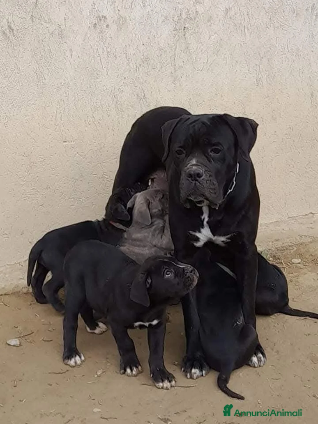Cane Corso cani in vendita: Cuccioli di Cane Corso  - Annuncio 1