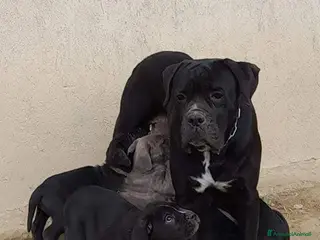 Cane Corso cani Cuccioli di Cane Corso - Annuncio 1