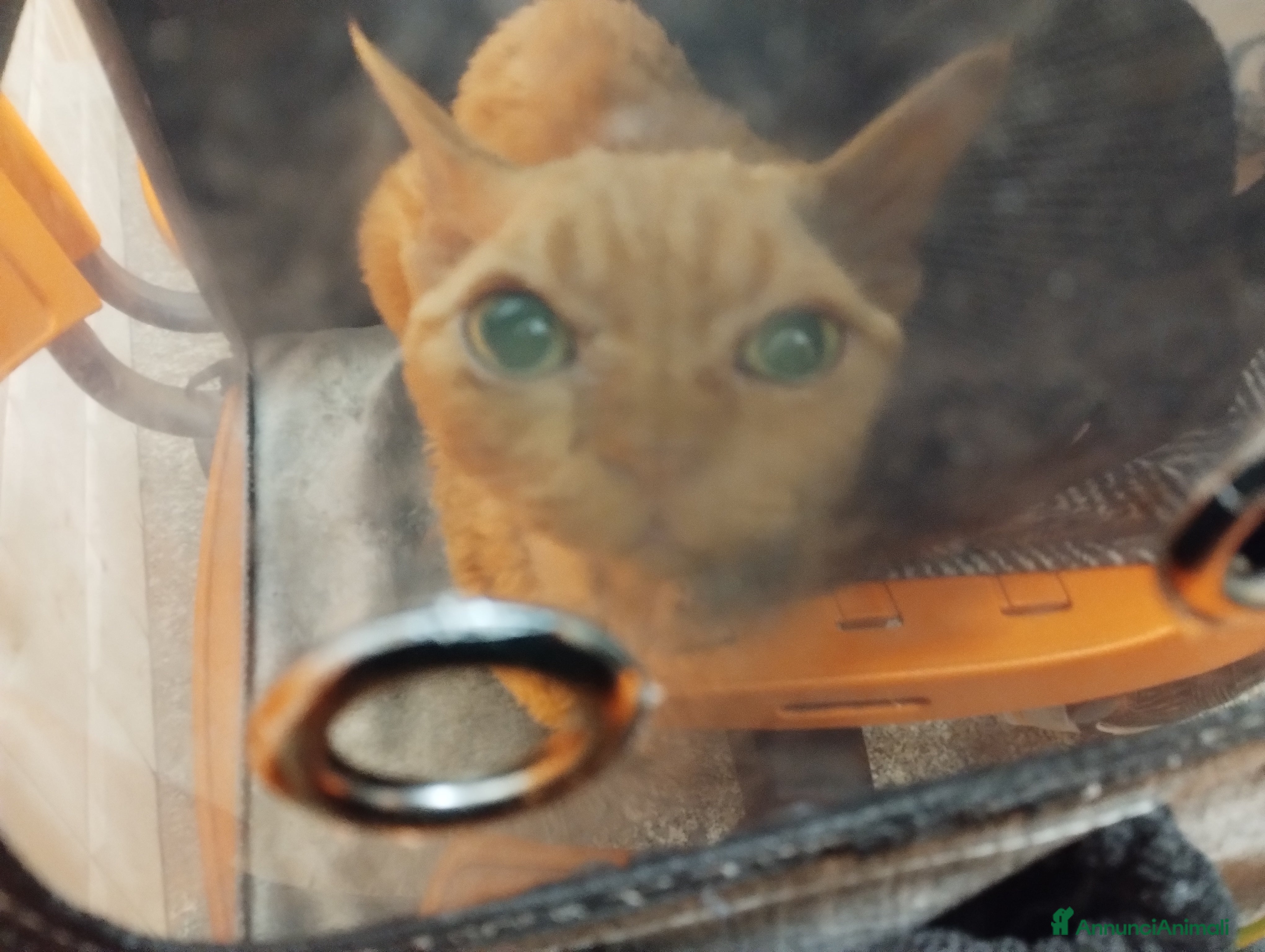 Devon Rex gatti Regalo Devon Rex  - Annuncio 2