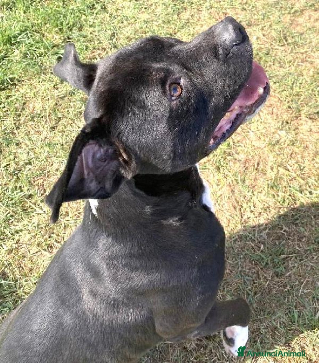 Pitbull cani in regalo: Tyson 2, meraviglioso pitt - Annuncio 6