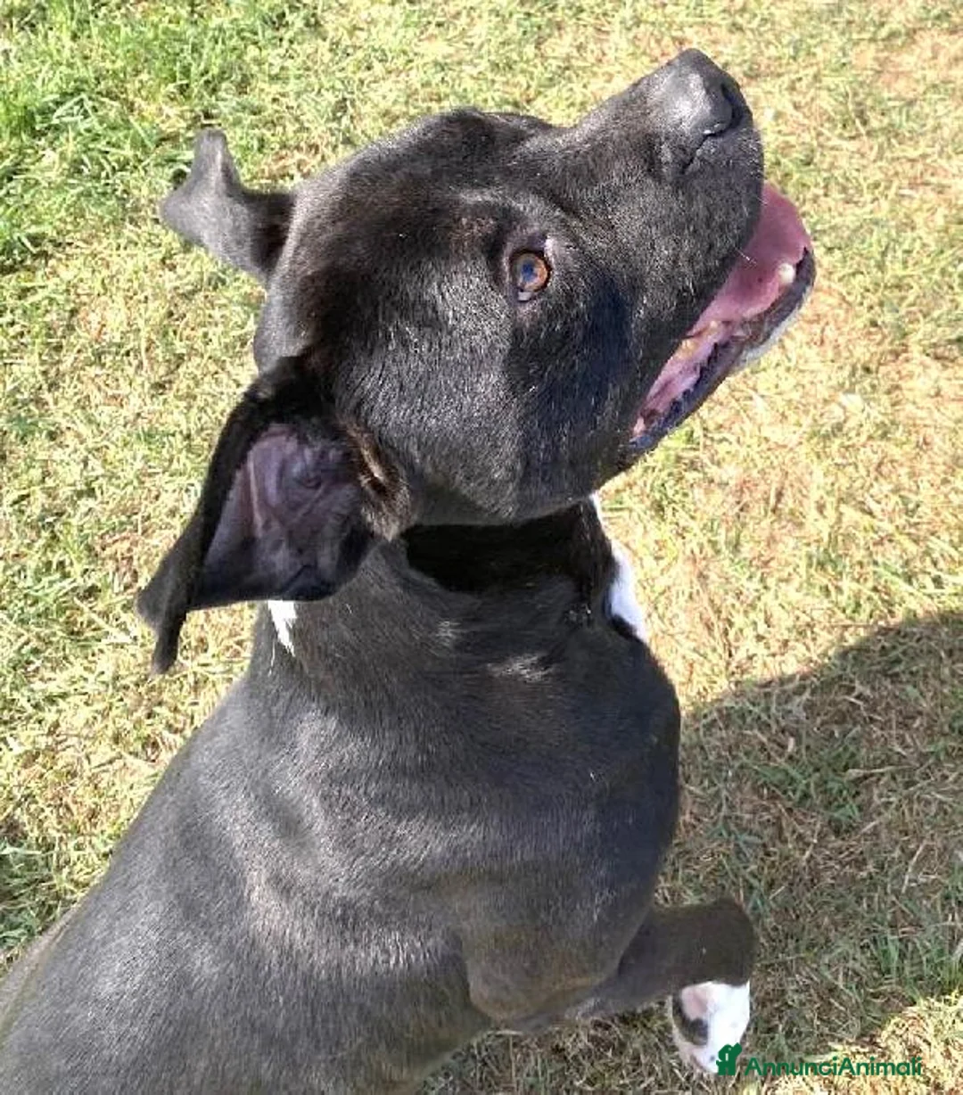 Pitbull cani in regalo: Tyson 2, meraviglioso pitt - Annuncio 6