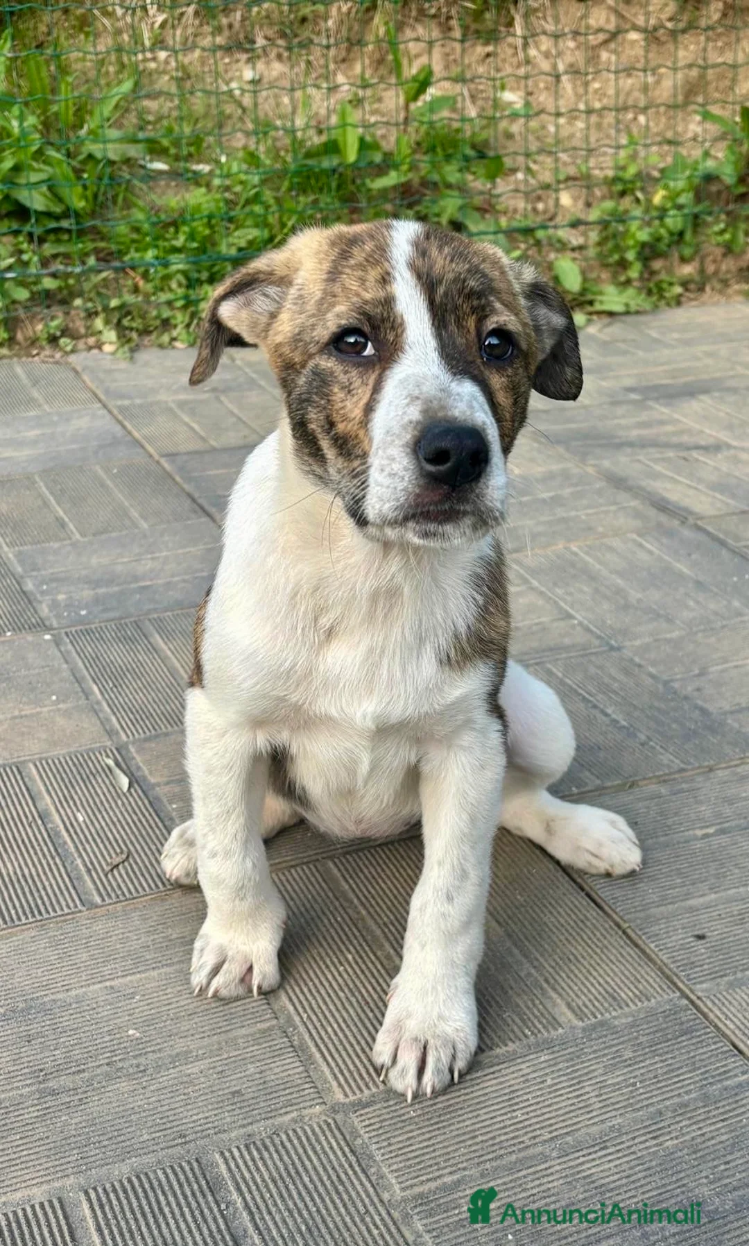 Meticcio cani in regalo: Leyla - Annuncio 1