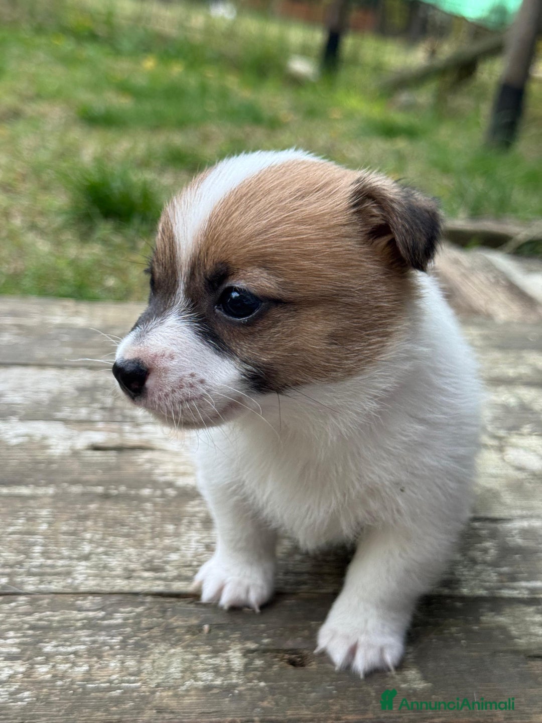 Jack Russell cani in vendita: Cuccioli di jack russell terrier  - Annuncio 9