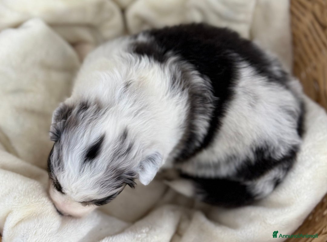Australian Shepherd cani in vendita: Cuccioli Australian Shepherd / Pastore Australiano - Annuncio 7