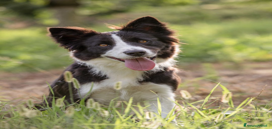 Immagine della galleria {{count}}