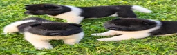 Akita Americano cani in vendita: Cuccioli Akita Americano  - Annuncio 6