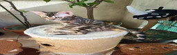 Bengala gatti in vendita: la meraviglia di Selected Breed  - Annuncio 2