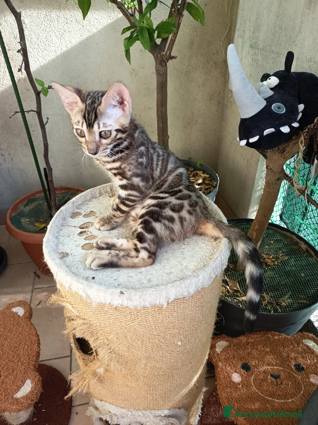 Bengala gatti in vendita: la meraviglia di Selected Breed  - Annuncio 2