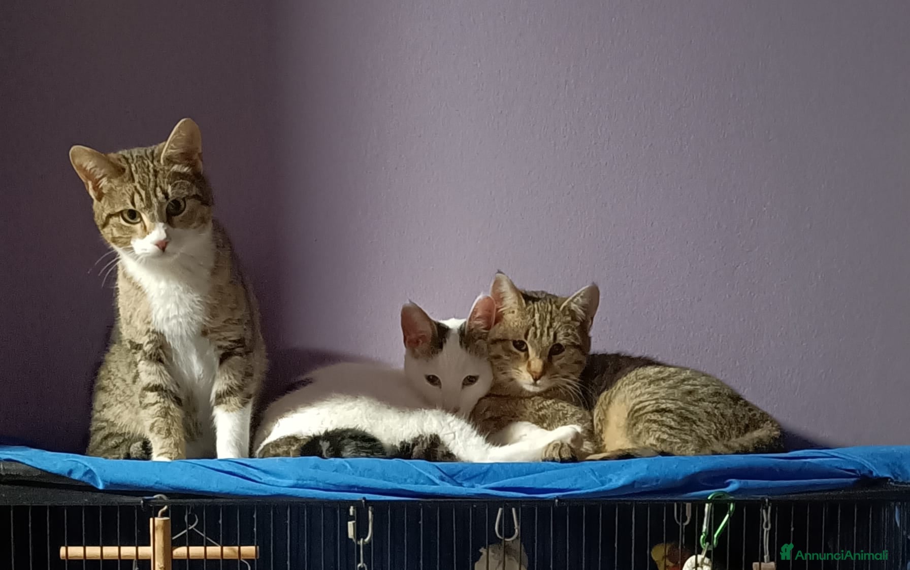 Europeo gatti 3 moschettieri  - Annuncio 39