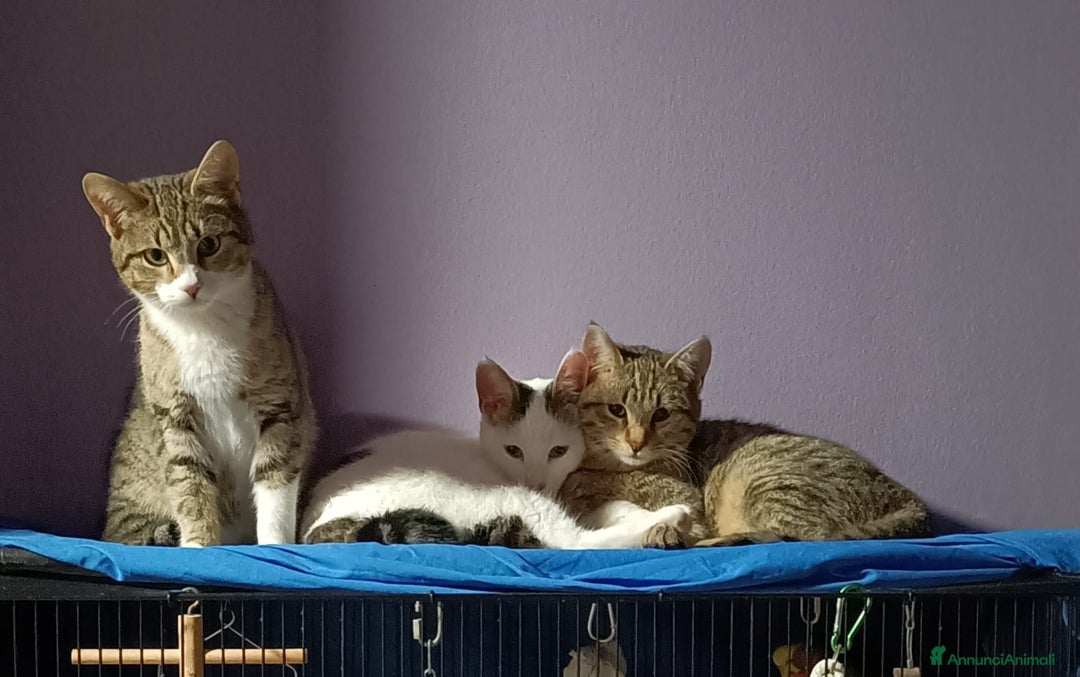Europeo gatti in regalo: 3 moschettieri  - Annuncio 1