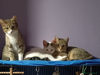 Europeo gatti 3 moschettieri - Annuncio 1