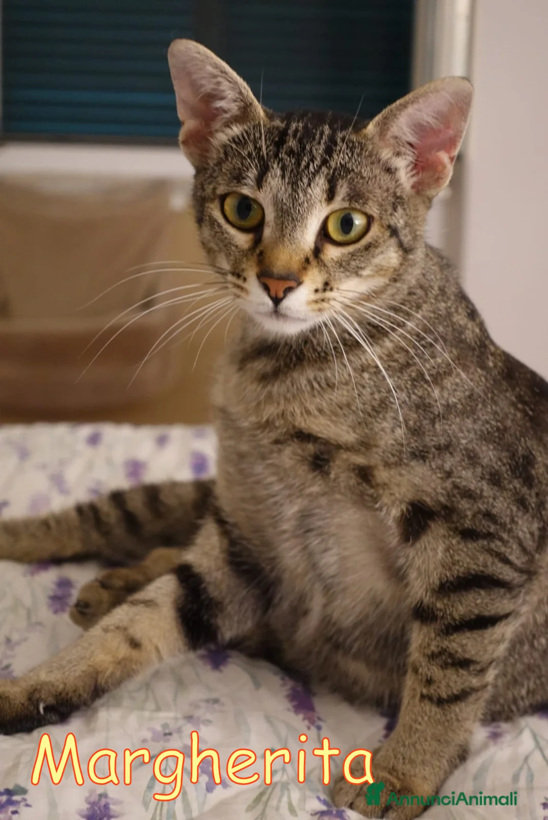 Europeo gatti in regalo:  MARGHERITA DOLCISSIMA GATTINA a Città metropolitana di Roma Capitale - Annuncio 2