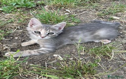 Altre razze gatti in regalo: 7 gattini stanno cercando casa a Provincia di Ascoli Piceno - Immagine 3