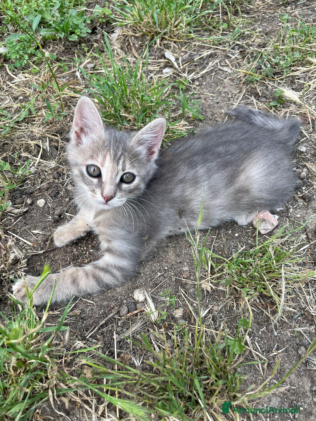 Altre razze gatti in regalo: 7 gattini stanno cercando casa a Provincia di Ascoli Piceno - Immagine 3