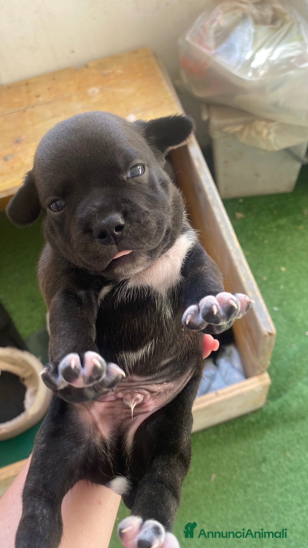 Staffordshire cani in vendita: Cuccioli di Staffordshire Bull Terrier a Città Metropolitana di Cagliari - Immagine 5
