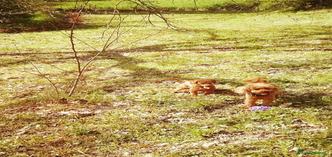 Immagine della galleria {{count}}