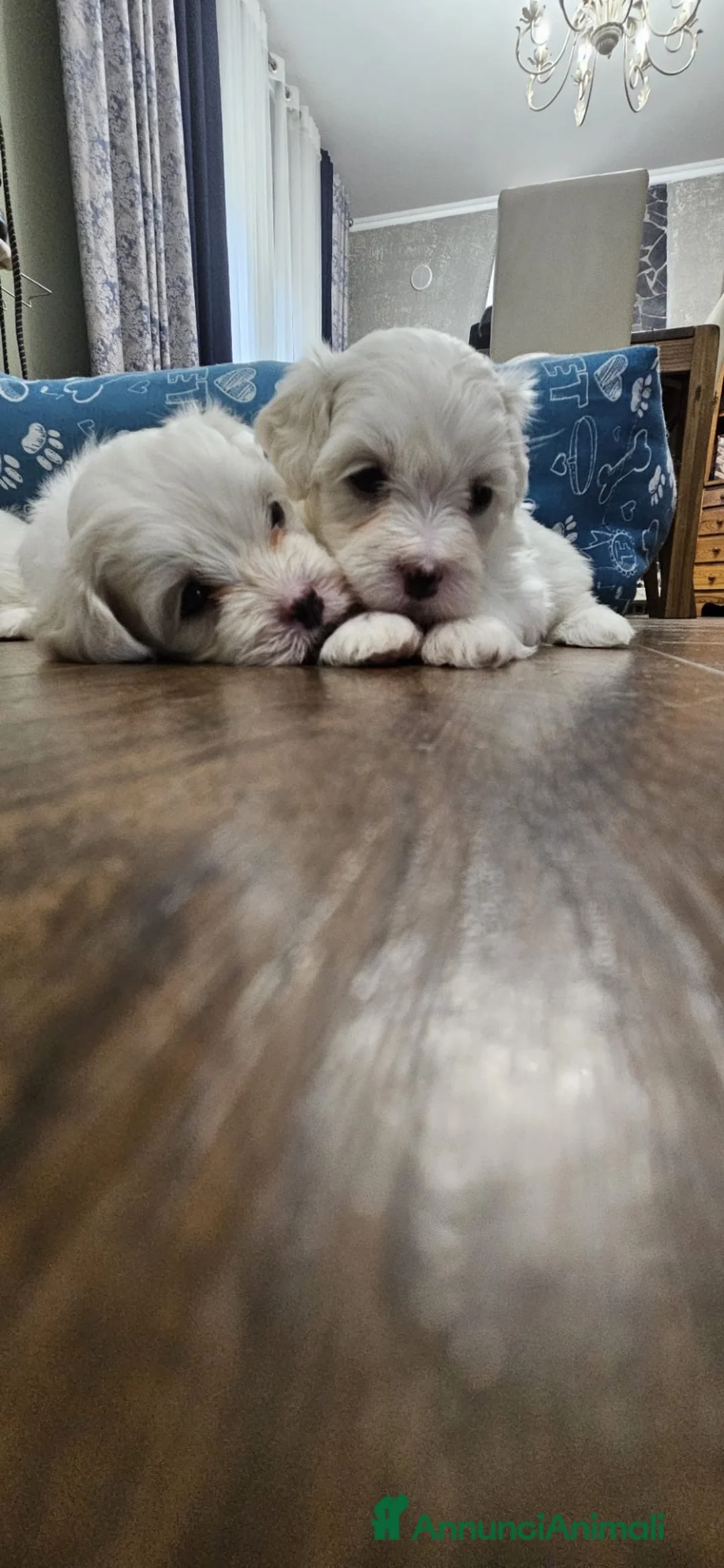 Maltese cani in vendita: Cuccioli di razza Maltese - Annuncio 2