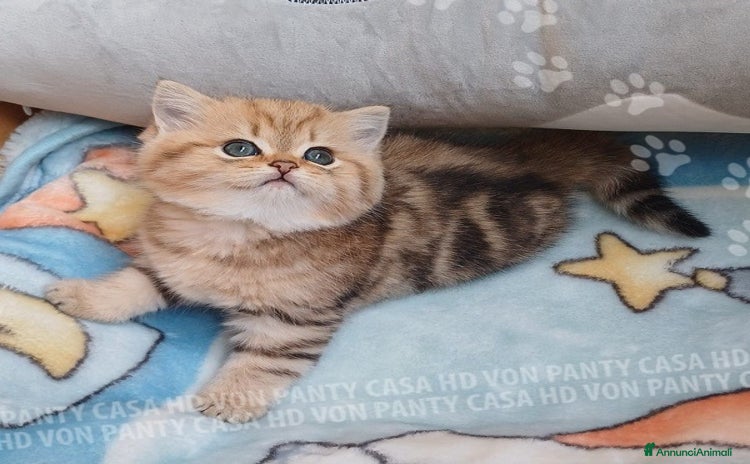 Scottish gatti - Annuncio 19