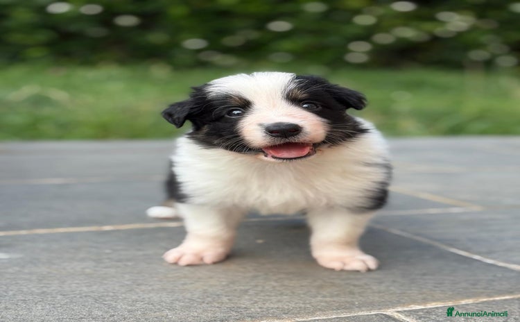 Border Collie cani a Provincia di Bergamo - Annuncio 1