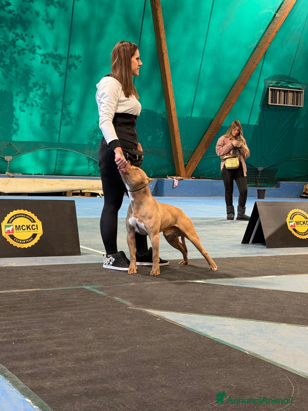 Pitbull cani in vendita: Cuccioli Pitbull con pedigree  - Annuncio 3