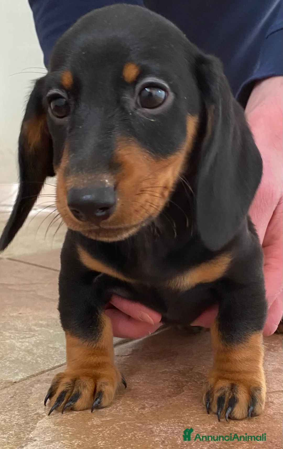 Bassotto cani in vendita: Bassotto nano tedesco - Annuncio 1