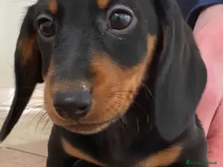 Bassotto cani Bassotto nano tedesco - Annuncio 2