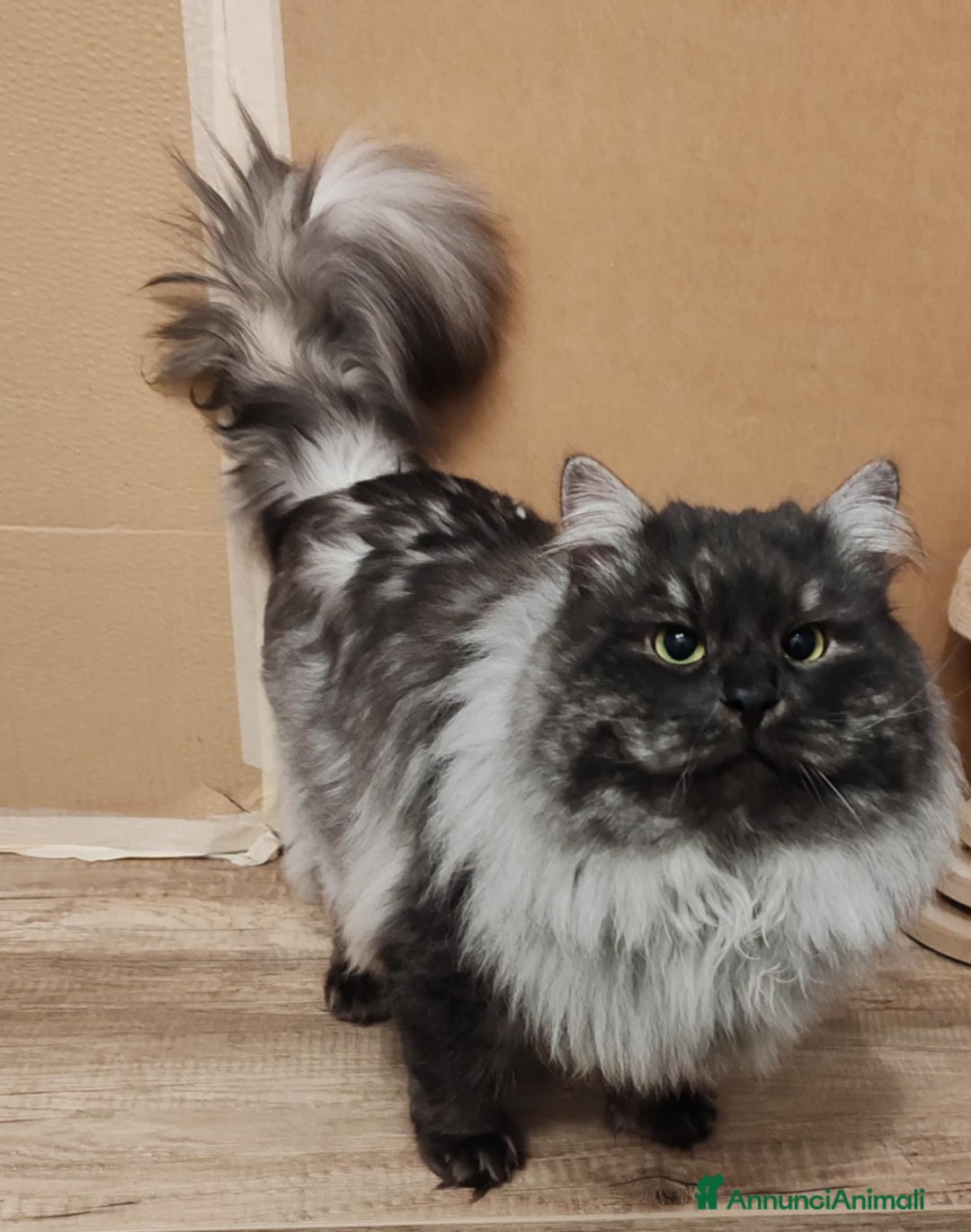 Immagine della galleria {{count}}