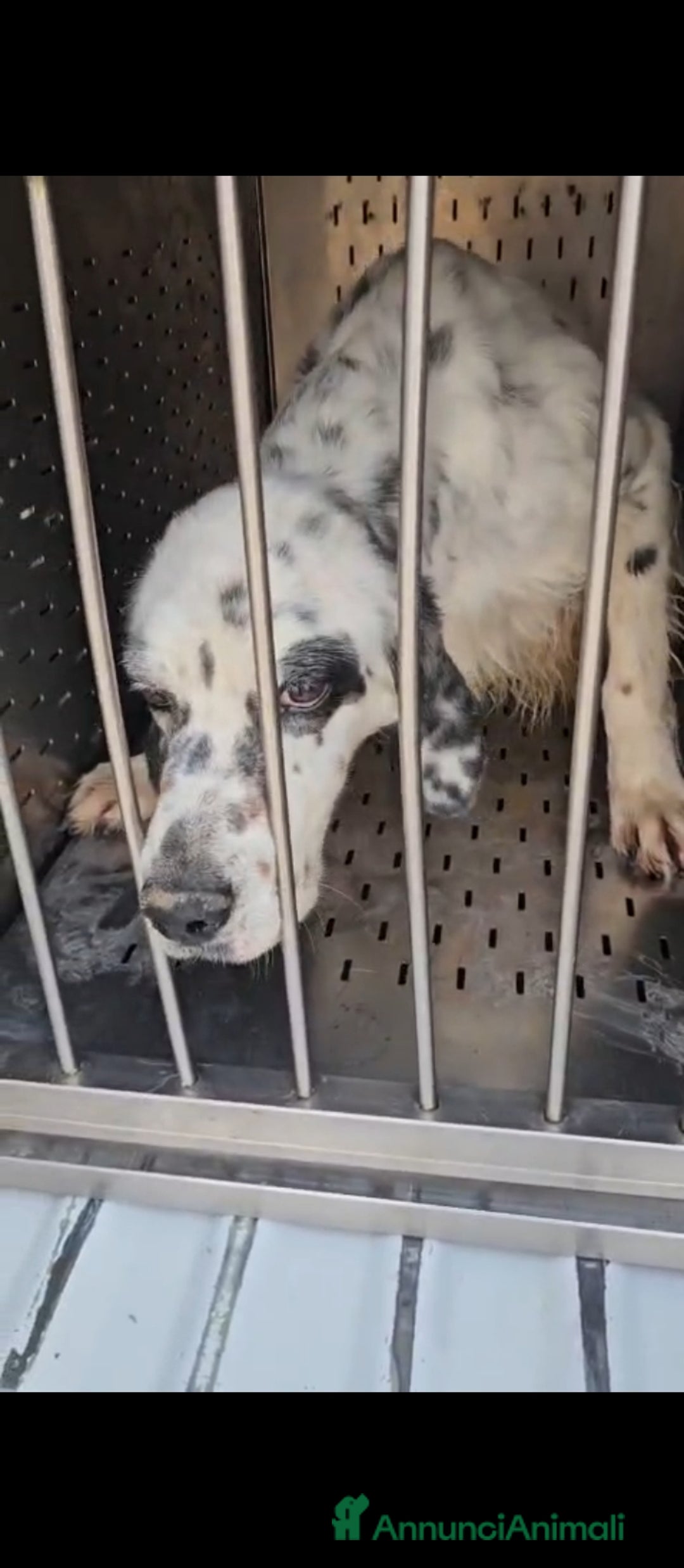 Setter Inglese cani in regalo: Zeus: giovane setter socievole equilibrato  - Annuncio 1