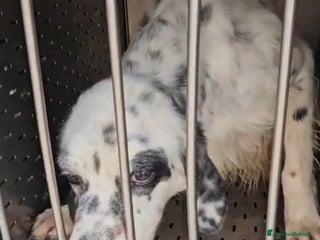Setter Inglese cani Zeus: giovane setter socievole equilibrato - Annuncio 6