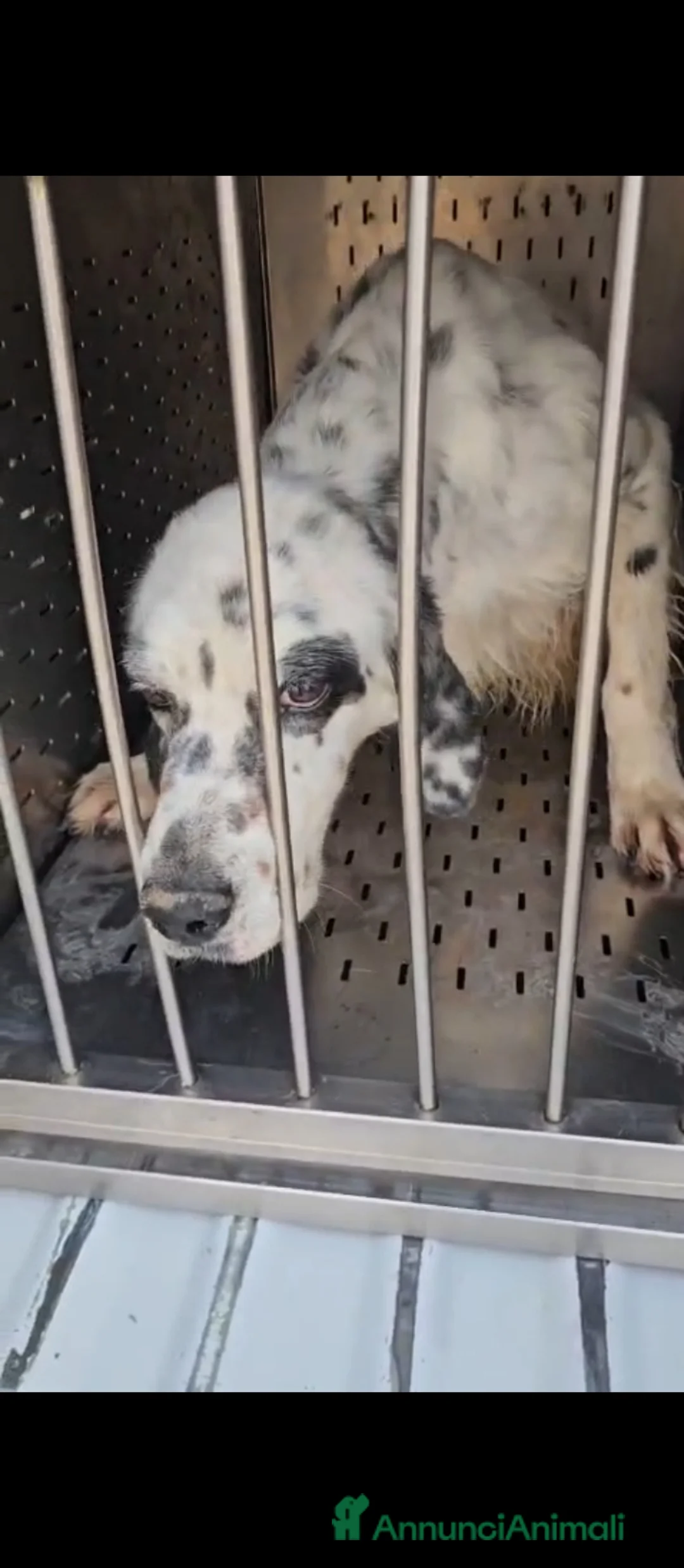 Setter Inglese cani in regalo: Zeus: giovane setter socievole equilibrato  - Annuncio 2