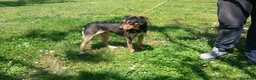 Meticcio cani in regalo: LULU' TRADITA DI CHI PIU' AMAVA, IN ADOZIONE - Annuncio 2