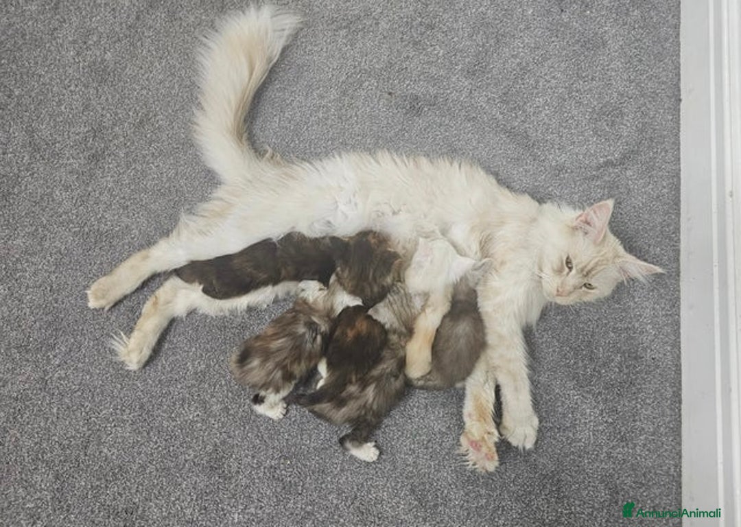 Maine Coon gatti in vendita: Cuccioli di Maine Coon ❤️ - Annuncio 8