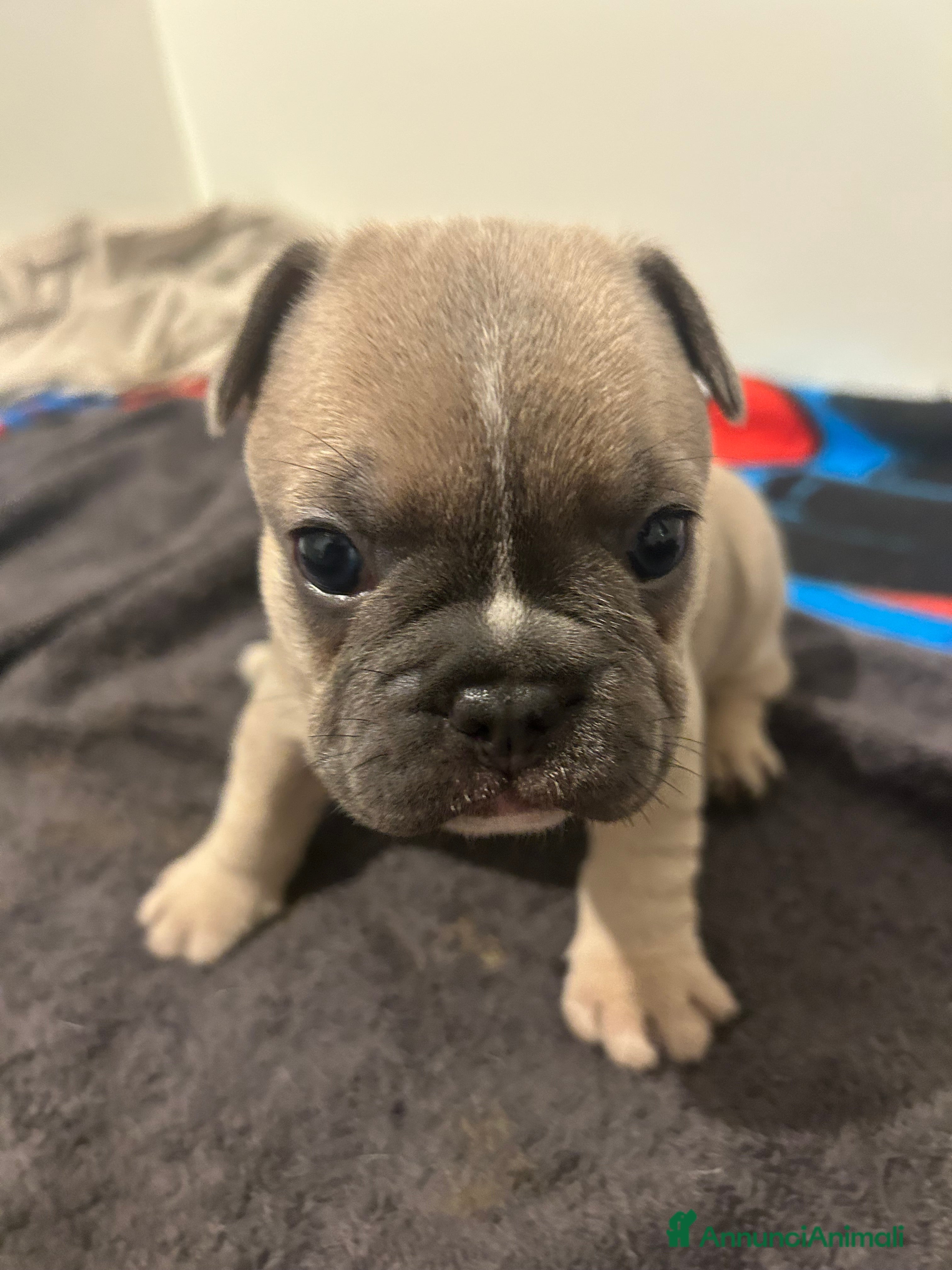 Bulldog Francese cani Ciao io sono macchia - Annuncio 2