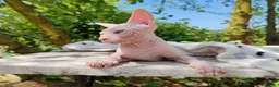 Sphynx gatti in vendita: Disponibili splendidi cuccioli di Sphynx ✨ - Annuncio 26
