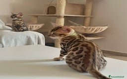 Bengala gatti in vendita: Ultimi tra maschietti di gatto bengala disponibili a Provincia di Sassari - Immagine 6