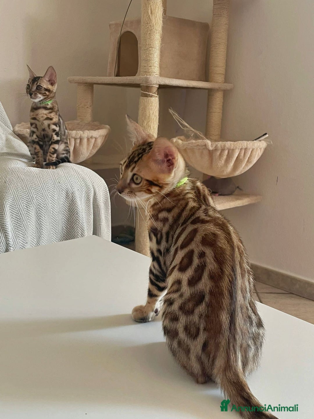 Bengala gatti in vendita: Ultimi tra maschietti di gatto bengala disponibili a Provincia di Sassari - Immagine 6