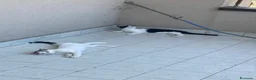 Europeo gatti in regalo: CUCCIOLI ROBINE E GANDALF IN REGALO - Annuncio 5