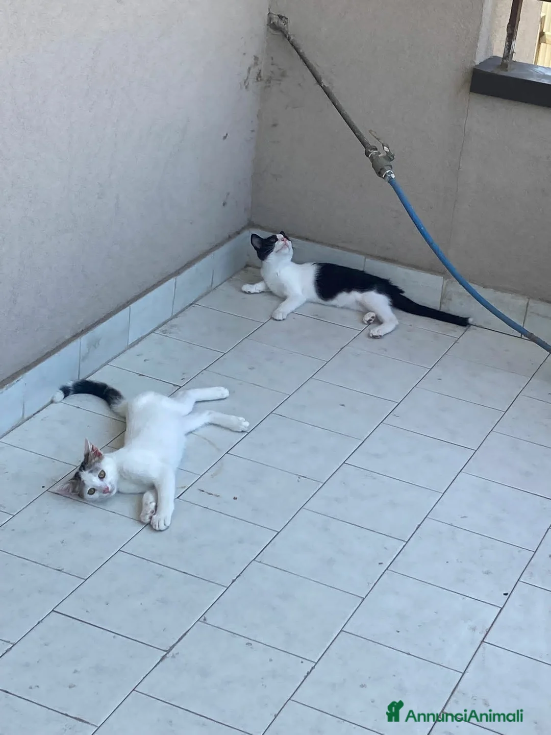 Europeo gatti in regalo: CUCCIOLI ROBINE E GANDALF IN REGALO - Annuncio 5