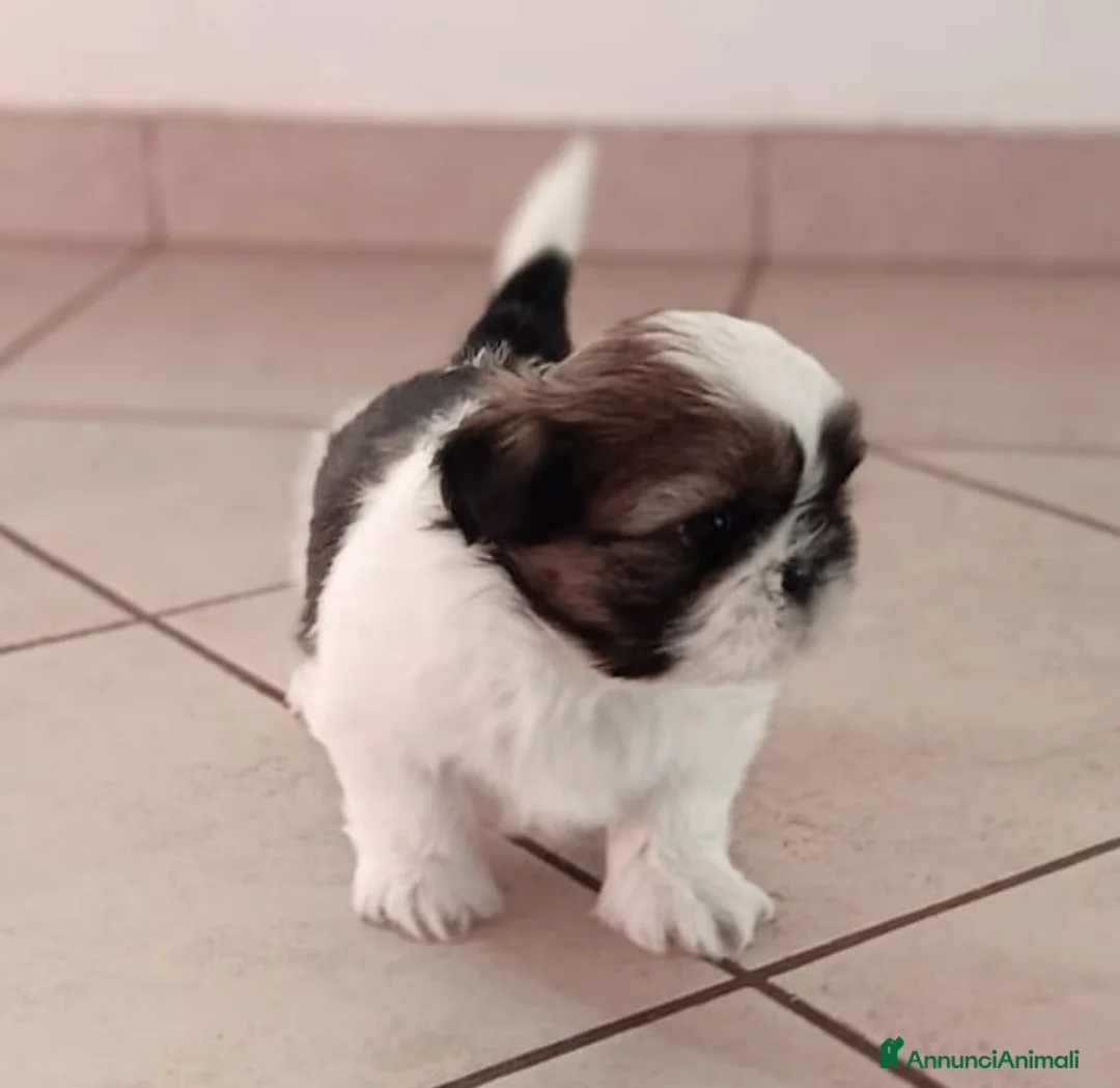 Shih Tzu cani in vendita: Cuccioli di Shitzu - Annuncio 5
