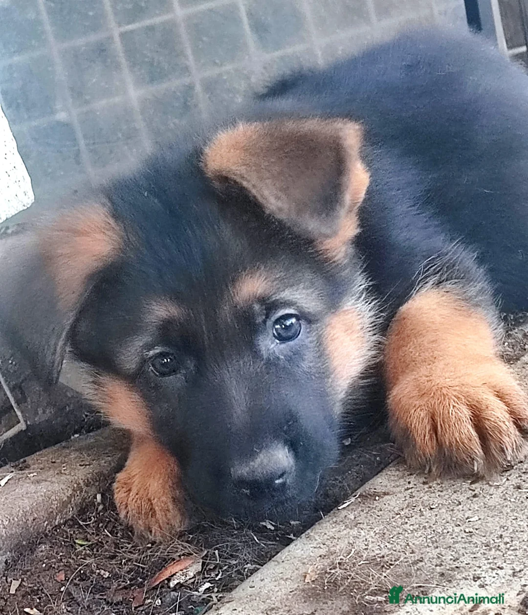 Pastore Tedesco cani in vendita: cuccioli di pastore tedesco a Città Metropolitana di Napoli - Annuncio 5