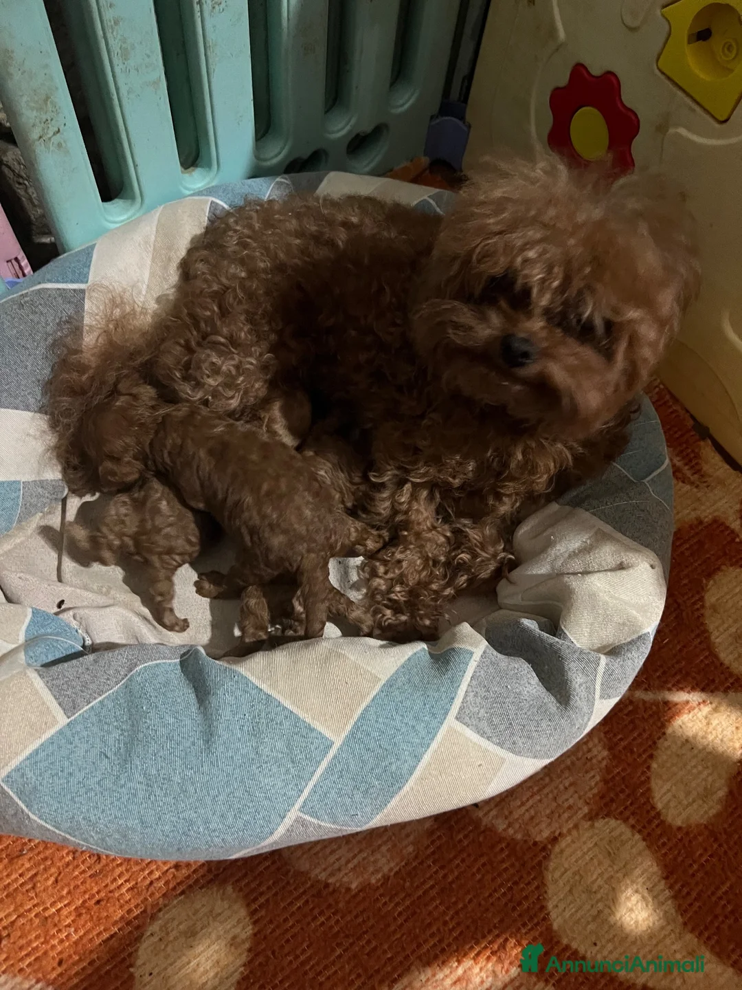 Barboncino Toy cani in vendita: Barboncini toy  - Annuncio 7