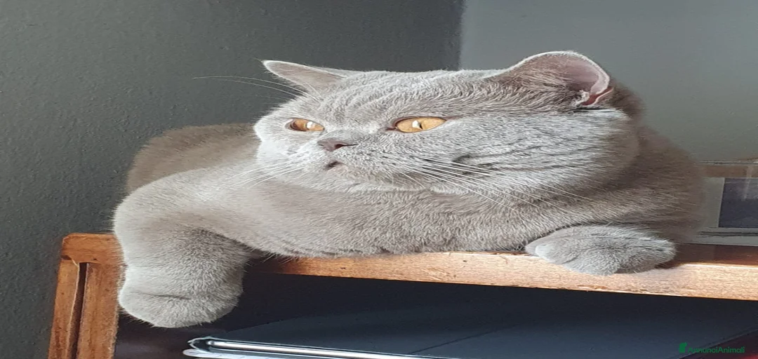 Immagine della galleria {{count}}