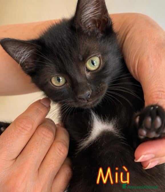 Europeo gatti  MIU'  GATTINA DOLCISSIMA DI TRE MESI - Annuncio 35