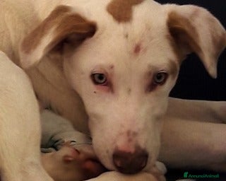 Bracco cani PIPPO E IL FRATELLINO, CUCCIOLI SIMIL BRACCO  a Roma - Annuncio 2