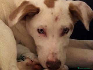 Bracco cani PIPPO E IL FRATELLINO, CUCCIOLI SIMIL BRACCO a Roma - Annuncio 2