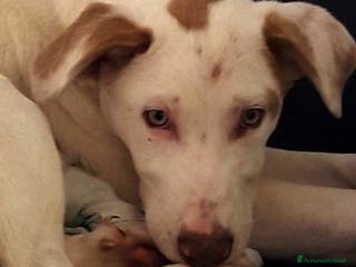 Bracco cani PIPPO E IL FRATELLINO, CUCCIOLI SIMIL BRACCO a Roma - Annuncio 4